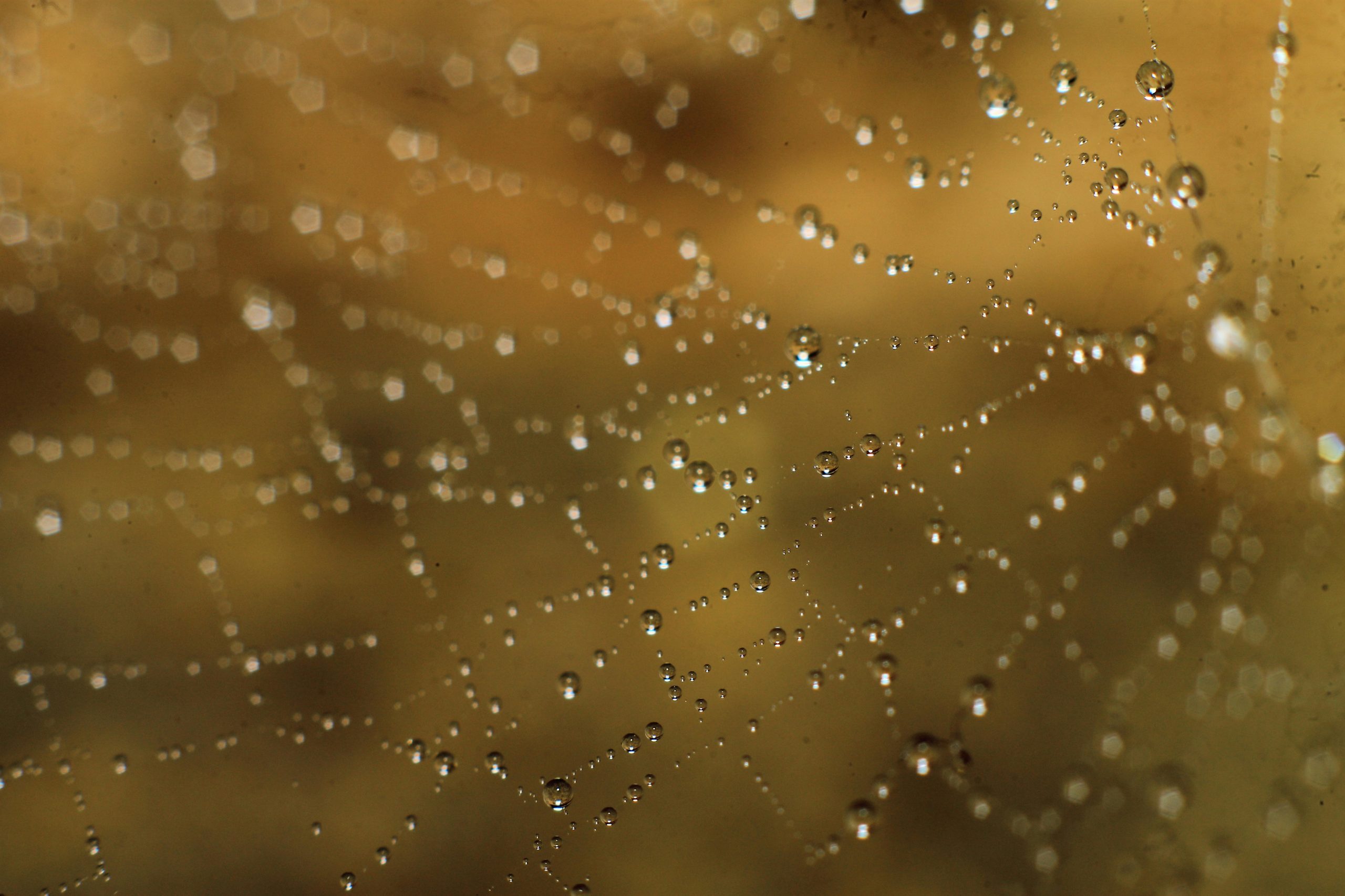 pexels ritam karmakar 616573342 31202714 scaled